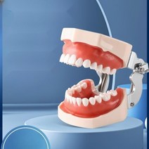 치아모형 교육용 교육 이빨 입모형 치과 소품, 05.치아모형+28개의풀마우스수지치아