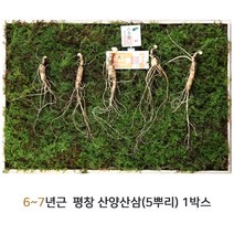 산삼어람 평창 산양삼 6년근 7년근 5뿌리 세트 자연산 산삼 산양산삼 장뇌삼 효삼 보약 부모님 명절 고급 선물세트 국내산, 1박스