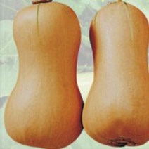 땅콩호박 식용 호박 씨 채소 열매 씨앗 종자 10립_ 94590EA, 본상품선택
