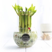 그린테라피 수경재배 식물 유리병 실내 공기정화식물 수경식물키우기 DIYSET, 개운죽+어항