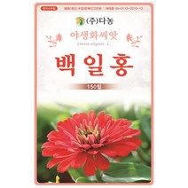 미니 해바라기 2g - 야생화 씨앗 꽃씨 씨 꽃씨앗 해바라기씨앗 해바라기씨 야생화씨 야생화씨앗 꽃 아기곰해바라기 테디베어해바라기, 22_다농_백일홍(150립)