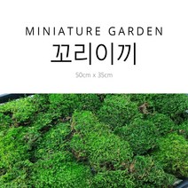 꼬리이끼 물이끼 식물 키우기 팔루다리움 비바리움 테라리움 만들기 35cm x 50cm