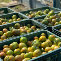부산 대저 토마토 짭짤이 2.5kg 짭짜리 단 토마토 달짝이 제철 과일, 대저 짭짤이 토마토(농협인증), S소과(A등급)