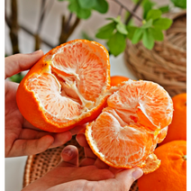 제주 써니트 한라봉 2kg제주 천혜향 레드향 당도보장 특사이즈, 제주 천혜향2kg