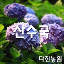 [다진농원] 산수국 약60cm