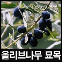 올리브 10cm포트/묘목/나무/도시농부