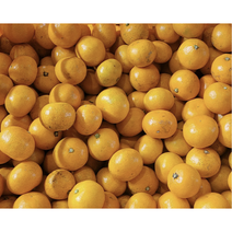 10월10일 예약판매 제주직송 제주 노지감귤 1.5kg 3kg 중대과 로얄과 소과 초고당도 제주감귤 제주밀감, 1박스, 소과 1.5kg