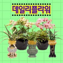 난배달 고급난 동양란 서양란 동양난 서양난 승진축하난, (선택01)철골소심, 1개