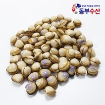 동부수산 인천 동죽조개 1kg 20~35마리 물총조개, 동죽조개1kg
