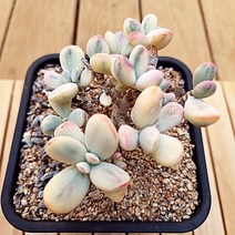 방울복랑금 대품 우아한 수형과 물듦이 예쁜 다육식물1-1000, 단품