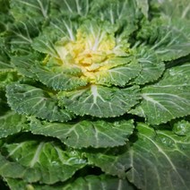 산정마을 국내산 진도 봄동 2kg, 단품