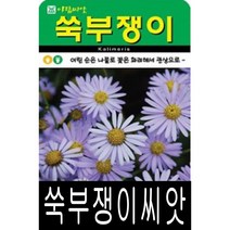 [워터트리몰] 쑥부쟁이 씨앗(5000립) 채소 꽃 종자 재배 씨앗 허브 나무 (A)