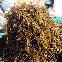 [푸르젠] 완도 당일조업 싱싱한 생톳, 1개, 1kg