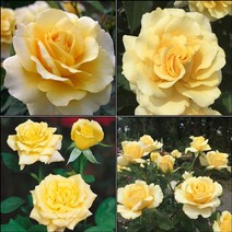 목하원예조경 사계장미 땅장미 정원장미 (서니스카이) 개화주