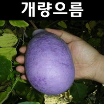 개량으름/대과종 나무 묘목 포트 5개/유실수/과수