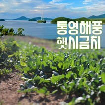영양많은 통영노지 햇시금치 400g 1단 산지직송, 시금치 1단 400g