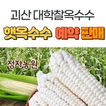 정자농원 농부직송 햇찰옥수수 선별 괴산대학찰옥수수 생물옥수수 맛있는 옥수수, 20개