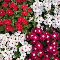 일일초 꽃모종 화단 일년초 꽃화분, 자주, 1개