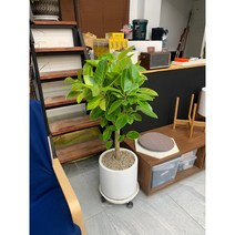 *모던그린디자인* 뱅갈 고무나무 FRP화분 인테리어화분 개업화분 거실식물 공기정화 (화분받침 미포함), 1개