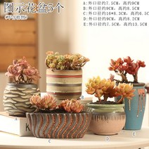 다육화분 다육이 심폴 화분 식물 미니 화분세트, 도자기, 옵션32