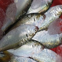 자연산 생물전어(구이용) 2k 25~30마리 내외