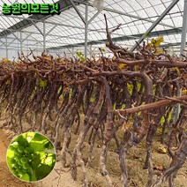 샤인머스켓 포도 묘목 3년생 (결실주)