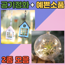 디디시 실내 공기청정 식물 세트 이오난사 집에서식물키우기, 1조