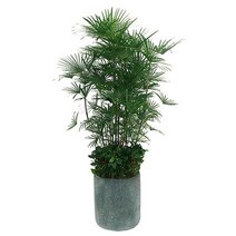 종려죽시멘트화분15호 관엽식물 실내화초 축하화분 실내식물, 바퀴달린물받침대