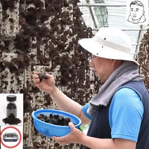 국내산 GAP인증 목이버섯 마이산 오형제팜 천연 암반수 생목이/건목이버섯 사은품 증정, 건목이100g