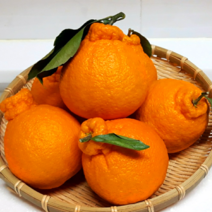 제주 한라봉 3KG 5KG 10KG 가정용 못난이, 한라봉 선물용 3KG(중과 11~13개)