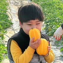 성주참외 석정현 농부의 정직한 참외 산지직송 [100박스 한정특가], 5kg 가정용 소과(25과 내외)