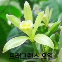 엔피솝 바닐라(Vanilla) 프래그런스오일 인공향 캔들 디퓨저 방향제 DIY 만들기, 20ml