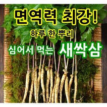 영동 새싹삼 새싹인삼 소/중/대/특 50/70/100뿌리, 소(14cm내외)70뿌리
