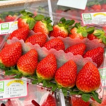 딸기500g가격 인기 상품 할인 특가 리스트