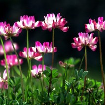 야생화 자운영 꽃 씨앗 1kg