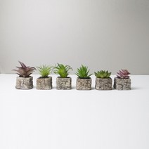 미니다육화분 6종 모음 인테리어 선인장, 옵션E, 1개
