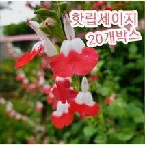 핫립세이지-20개박스/노지월동되는 향기 나는 체리세이지