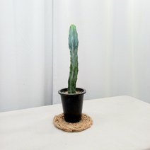 용신목 용심목 전자파차단 감성플랜테리어 식물, 1개