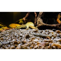 Aquatic Bottom 1.0 수제 어항 바닥재 수초 수족관 자갈돌 수초용 샌드