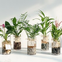 가훼하우스 유리스톤 수경재배 몬스테라 안시리움 스파트필름 극락조, 에그스톤