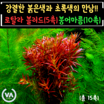 [비바소녀] 빨초세트 1탄 로탈라블러드(5)+붕어마름(10) 붉은수초 초보수초 어항수초 전경수초