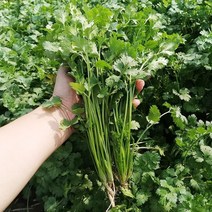 [신중국식품] 고수 중국향차이. 야채고수, 1개, 500g