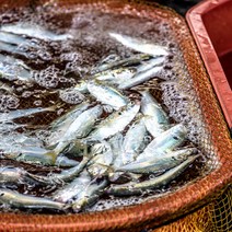 [아빠수산]국내산 전어 제철 전어회 1kg 급냉전어(18-22미) 활전어회(12-19미) 1kg, 2023년(내장손질)생물전어500g (4-10미), 1개