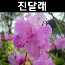 진달래 나무 묘목 키40~60cm 뿌리 20개/정원/공원/조경수