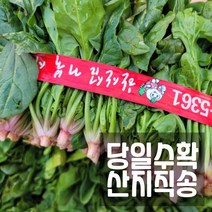 [번들할인] 새벽수확발송 비진도 노지 시금치 1kg(2.5단정도) 2kg(5단정도), 비진도 노지 시금치 1kg