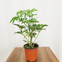 하늘꽃농원 홍콩야자 소품 공기정화식물