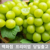 샤인머스켓 2kg 샤인머스켓묘목 과일선물세트 샤인, 쿠T 1, 쿠T 본상품선택
