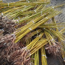 황금회화나무 접목1년생 1주 회화나무 조경수 정원수