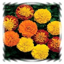 [꽃씨]메리골드, 보이 믹스(프렌치) : 15립, 1개