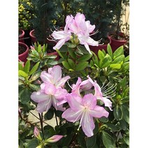 광일농원 서양철쭉(아젤리아철쭉) 화분